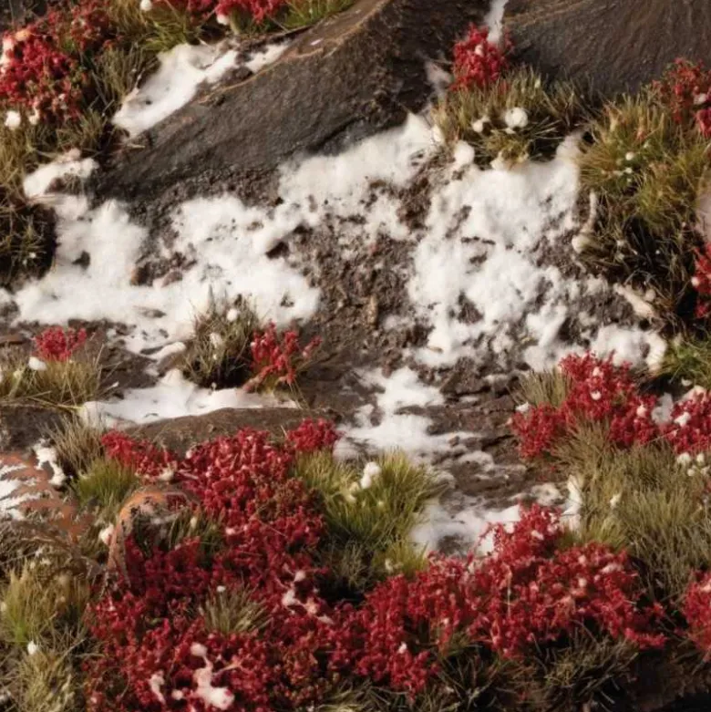 Laliguras Flowers